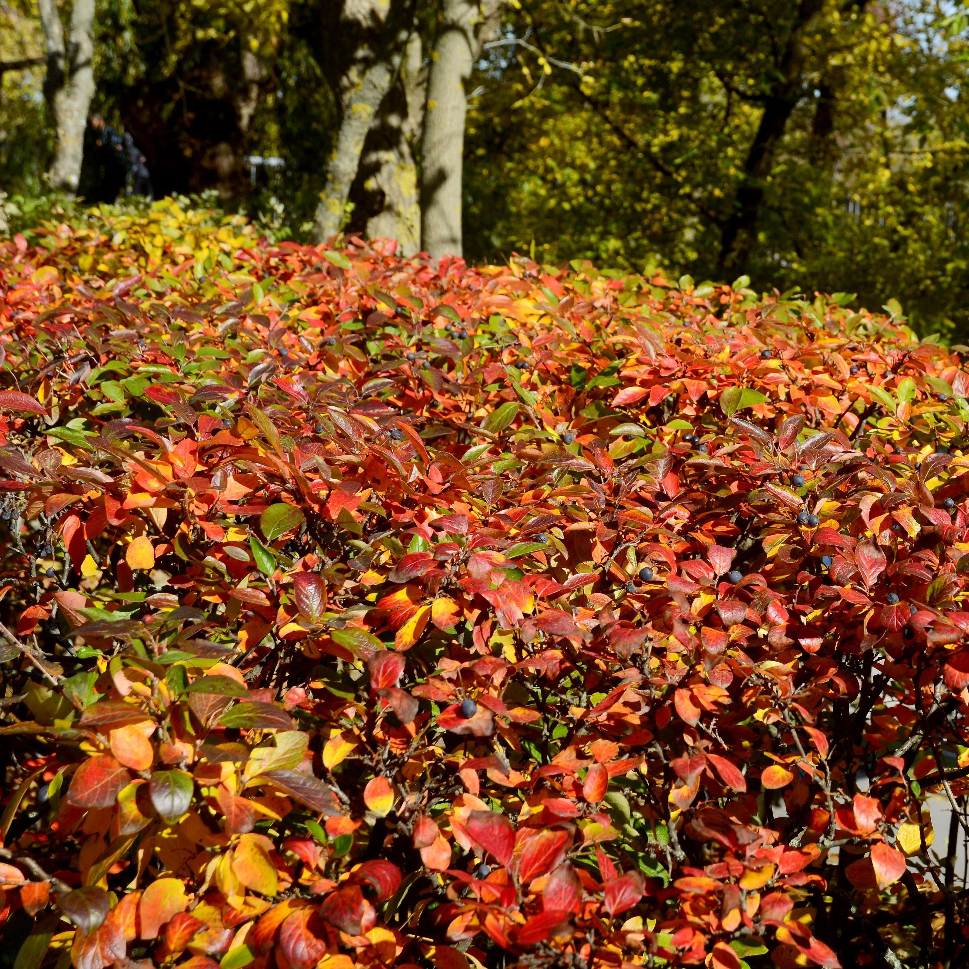 Hedge Cotoneaster Shrub