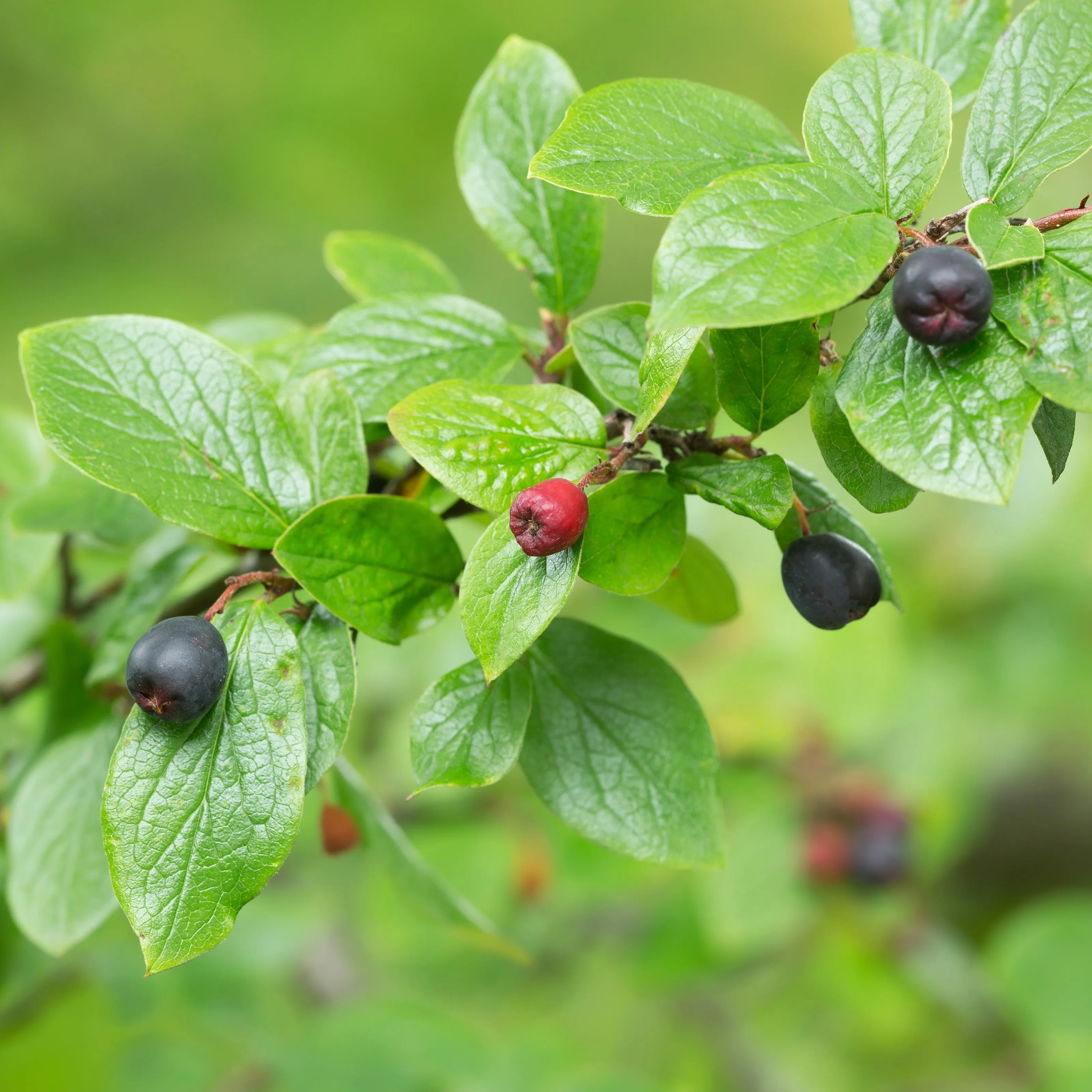 Hedge Cotoneaster Shrub